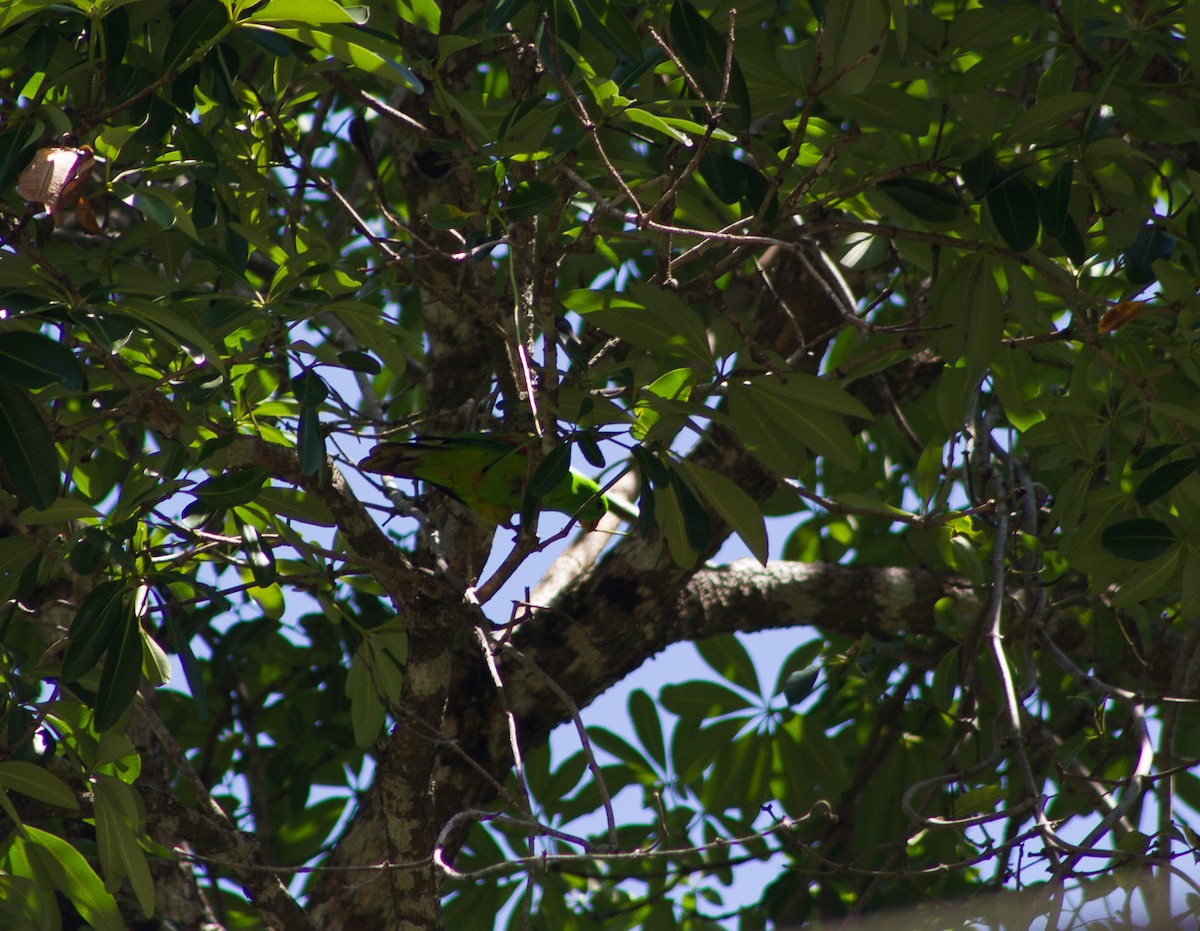 Olive-shouldered Parrot - ML279488981