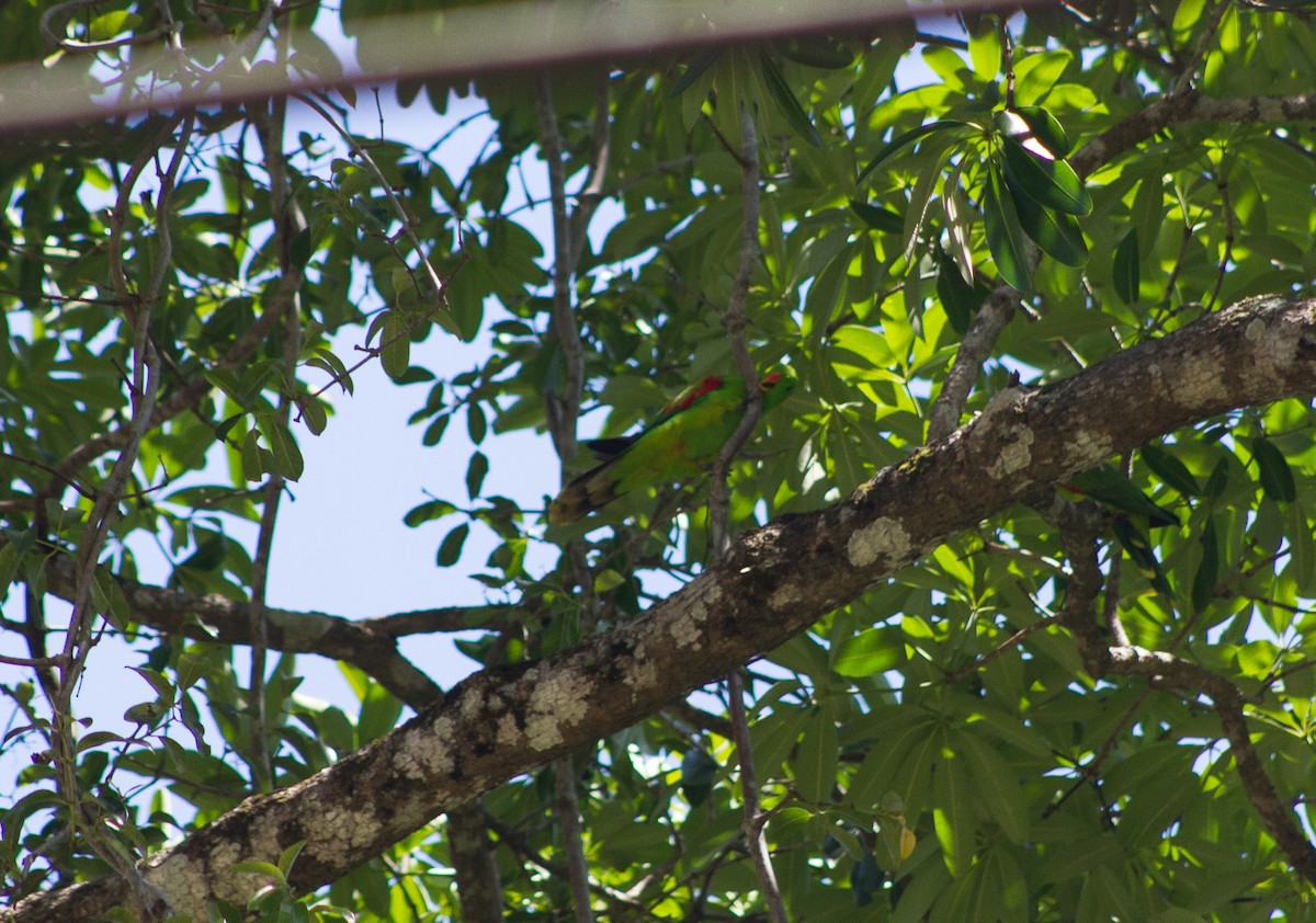 Тиморский попугай - ML279489081