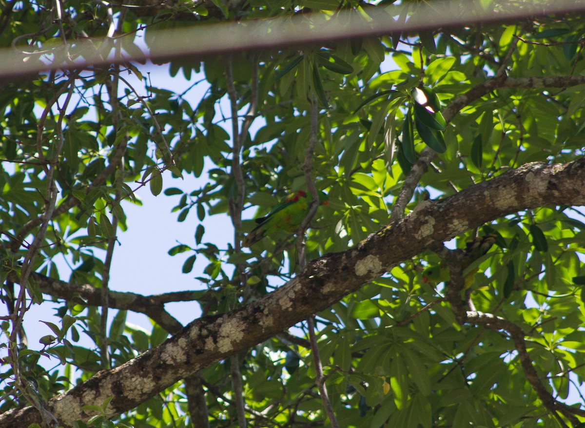 Тиморский попугай - ML279489101