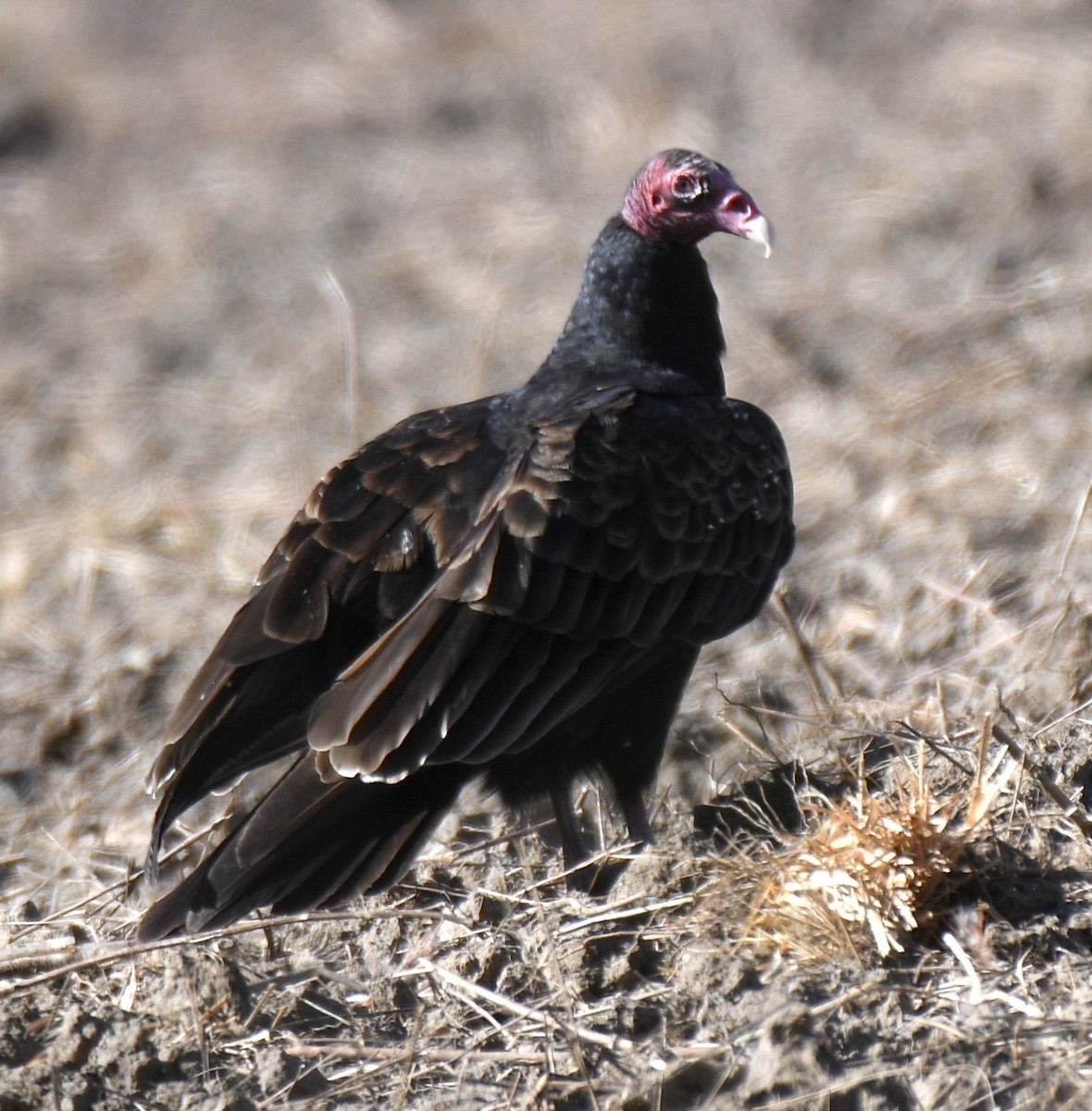 Turkey Vulture - ML279489711