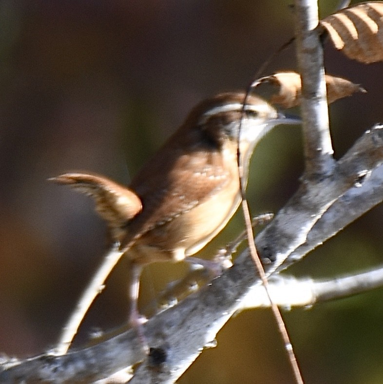 Carolina Wren - ML279490231