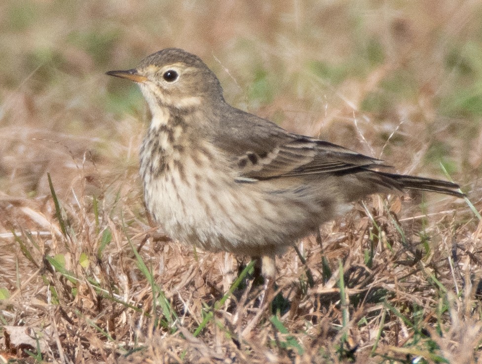 American Pipit - ML279490821