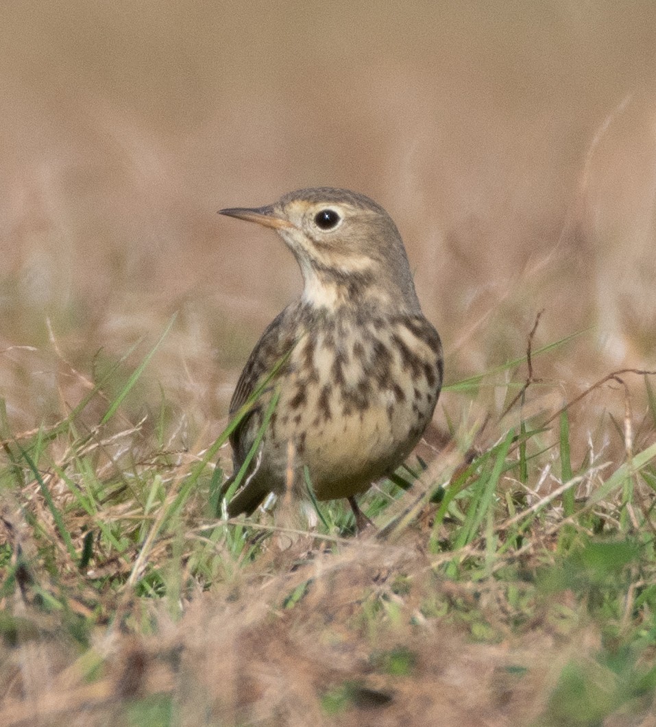 American Pipit - ML279490831