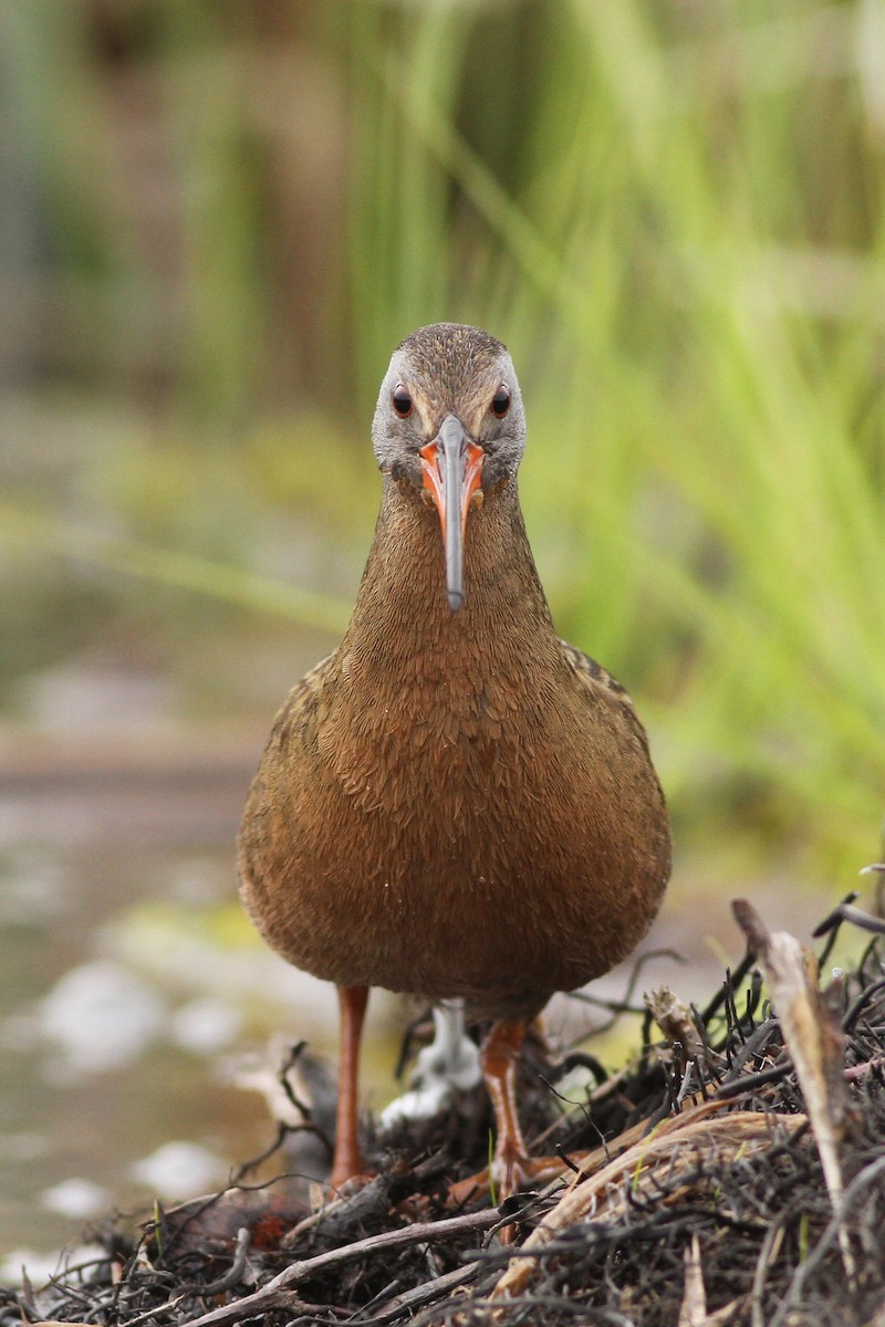 Virginia Rail - ML27949151