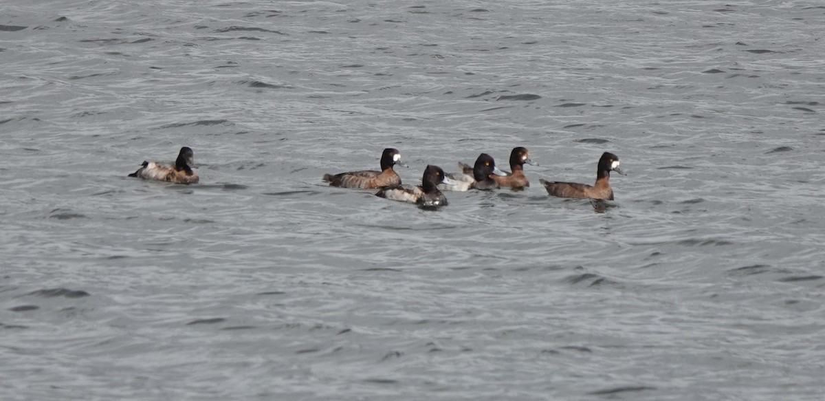 Lesser Scaup - ML279491611