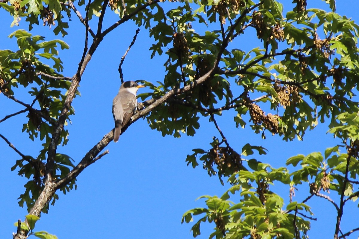 Yellow-billed Cuckoo - Jon Hill