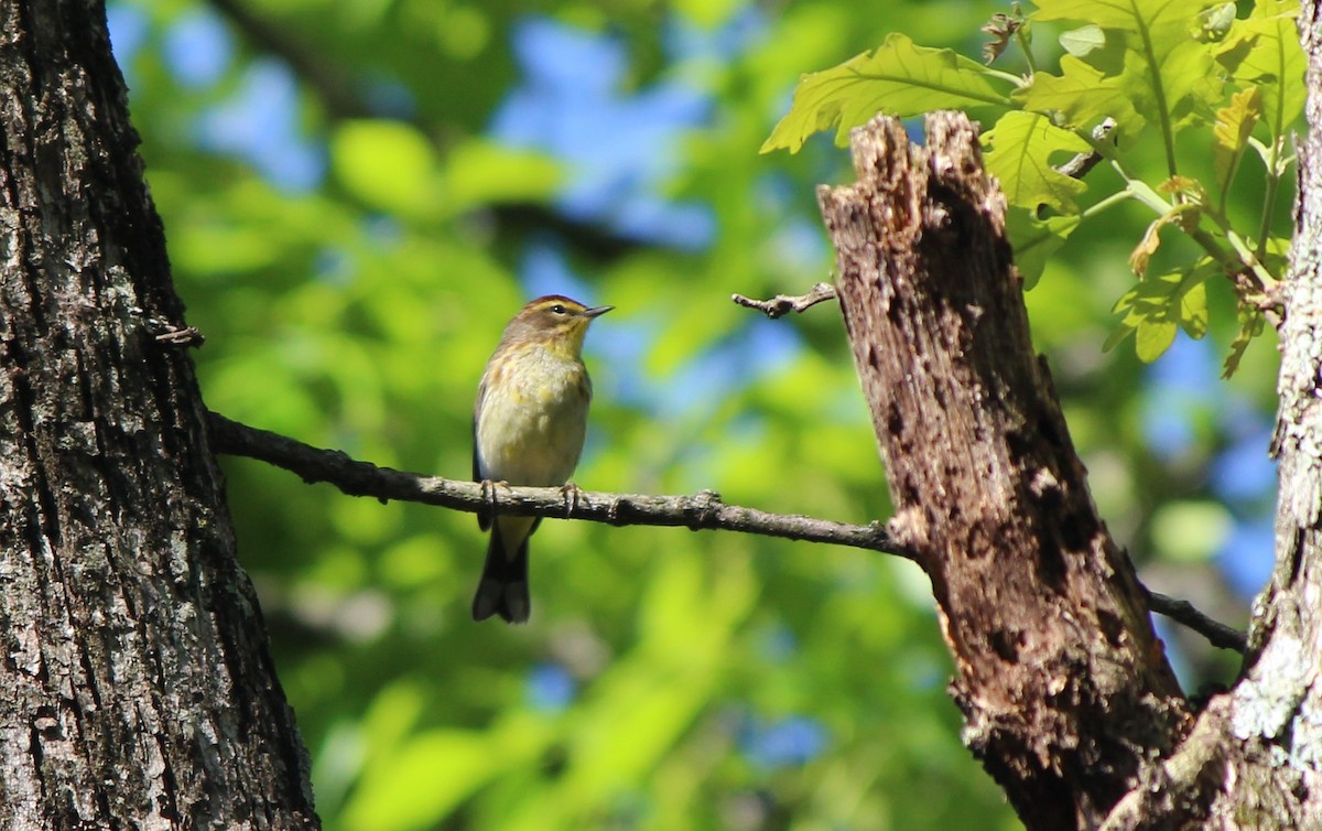 Palm Warbler - ML27949201