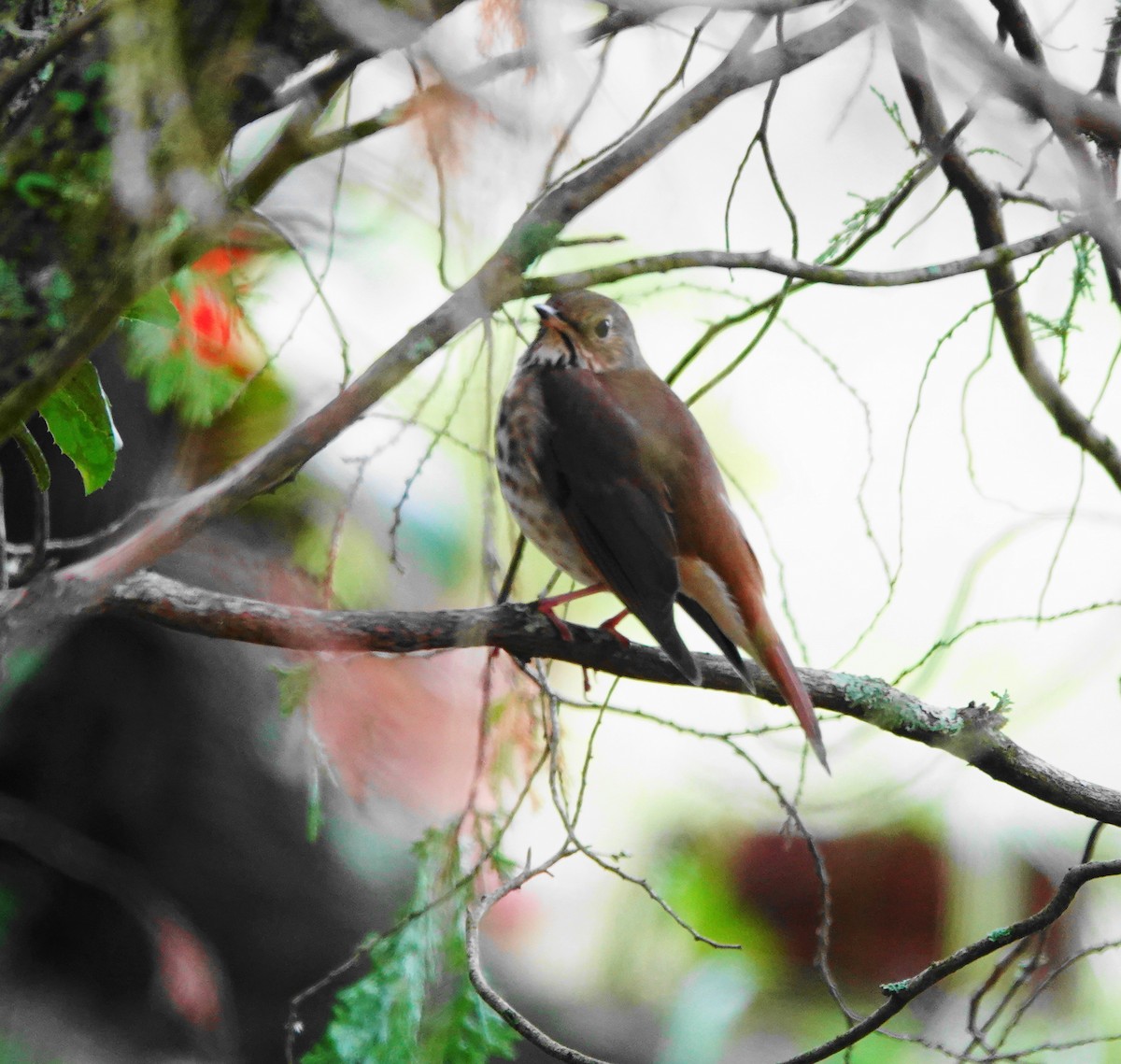 Hermit Thrush - ML279492481