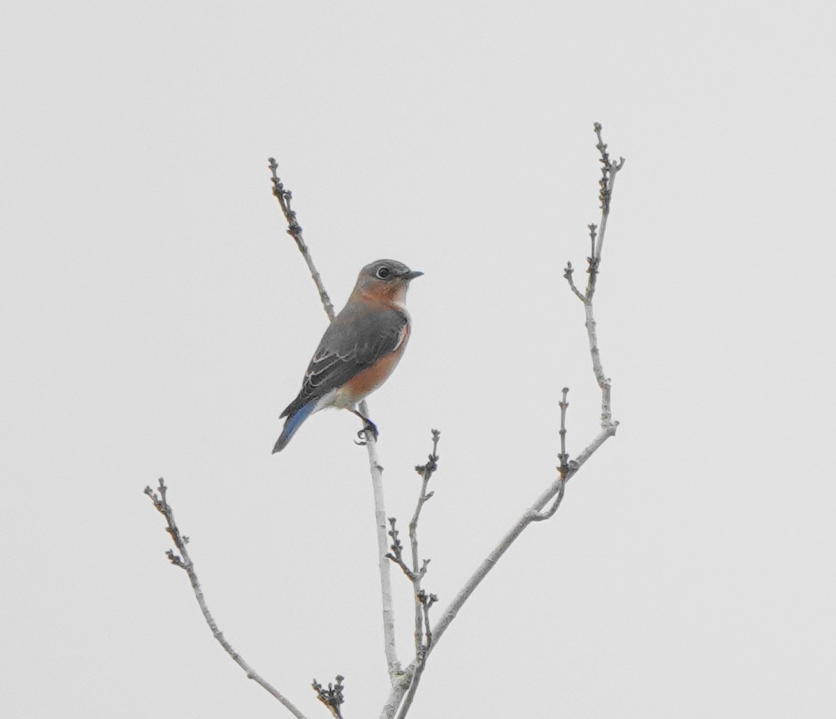 Eastern Bluebird - ML279492581