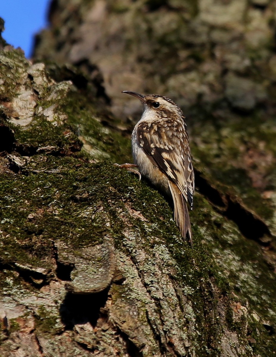 Brown Creeper - ML279492911