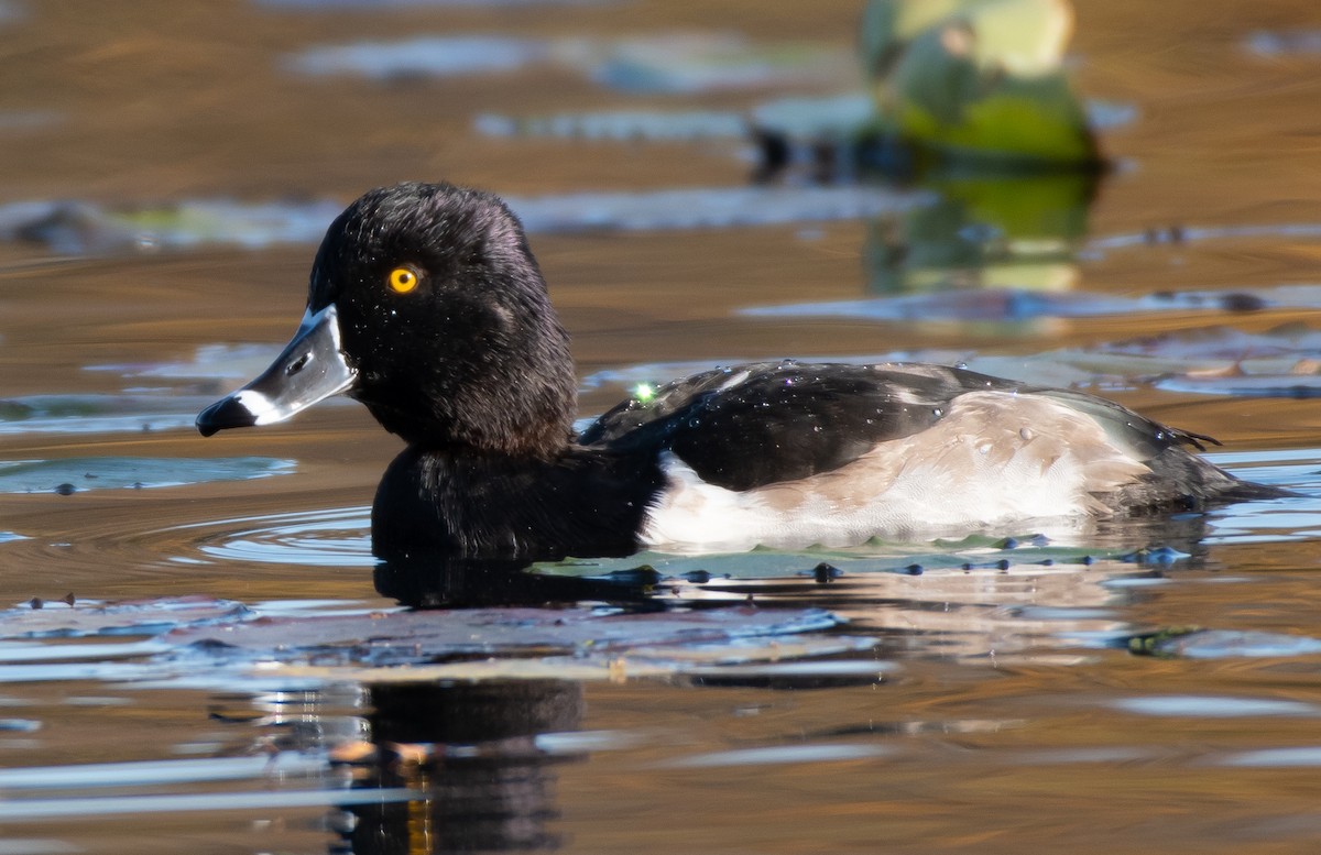 Ring-necked Duck - ML279494051