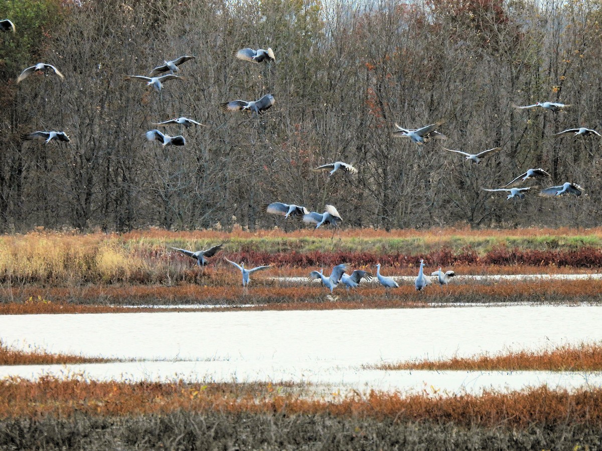 Sandhill Crane - Jennifer (and Scott) Martin