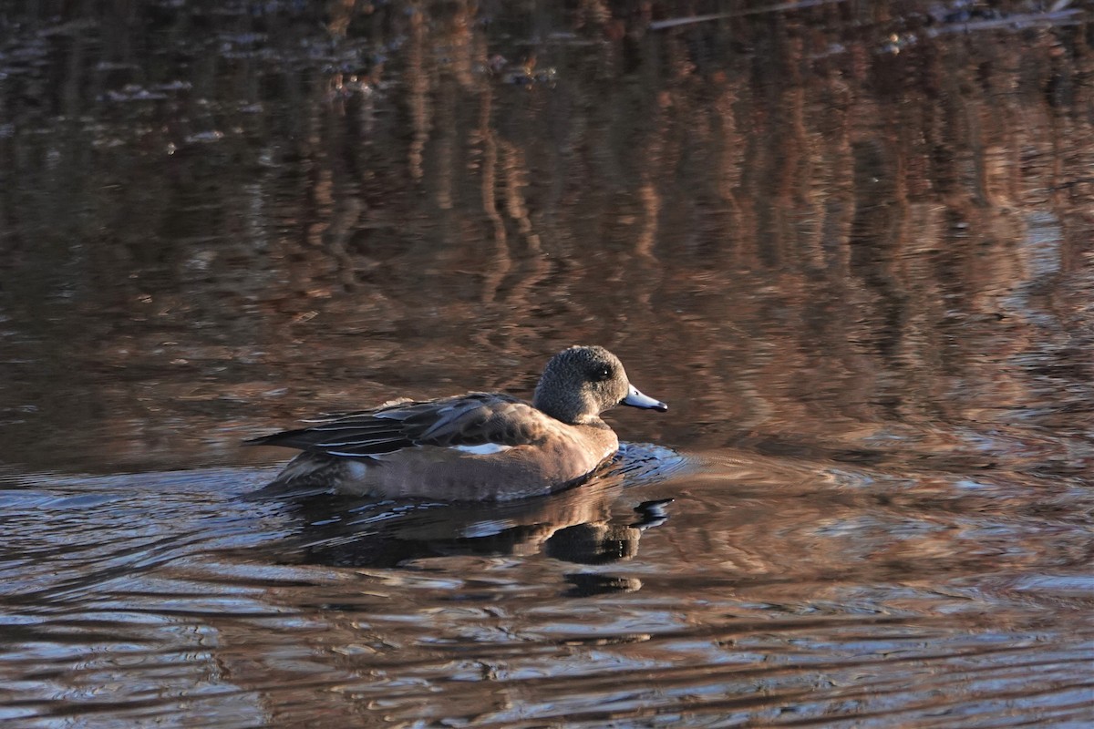 American Wigeon - Drew Monkman