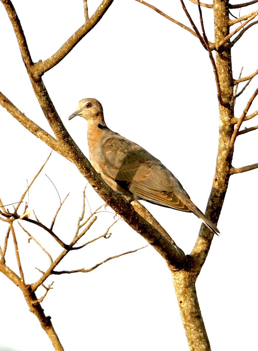 Red-eyed Dove - ML279495291