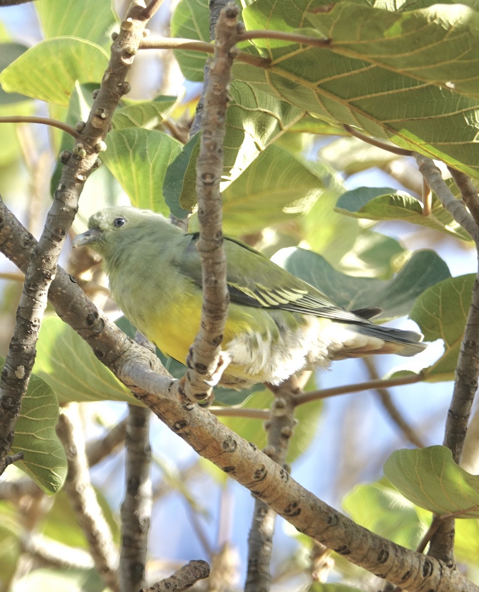 Bruce's Green-Pigeon - ML279495601