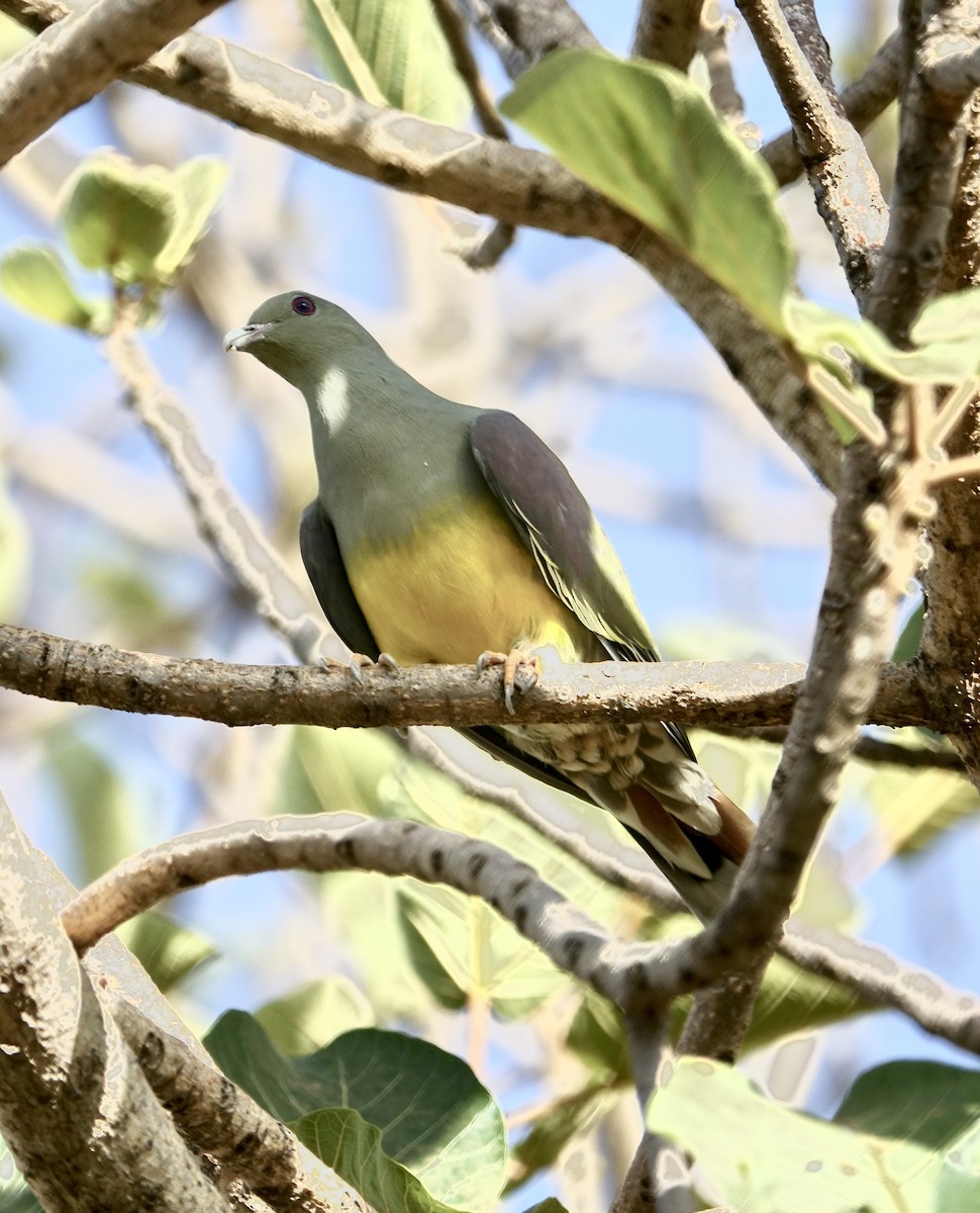 Bruce's Green-Pigeon - Howie Nielsen