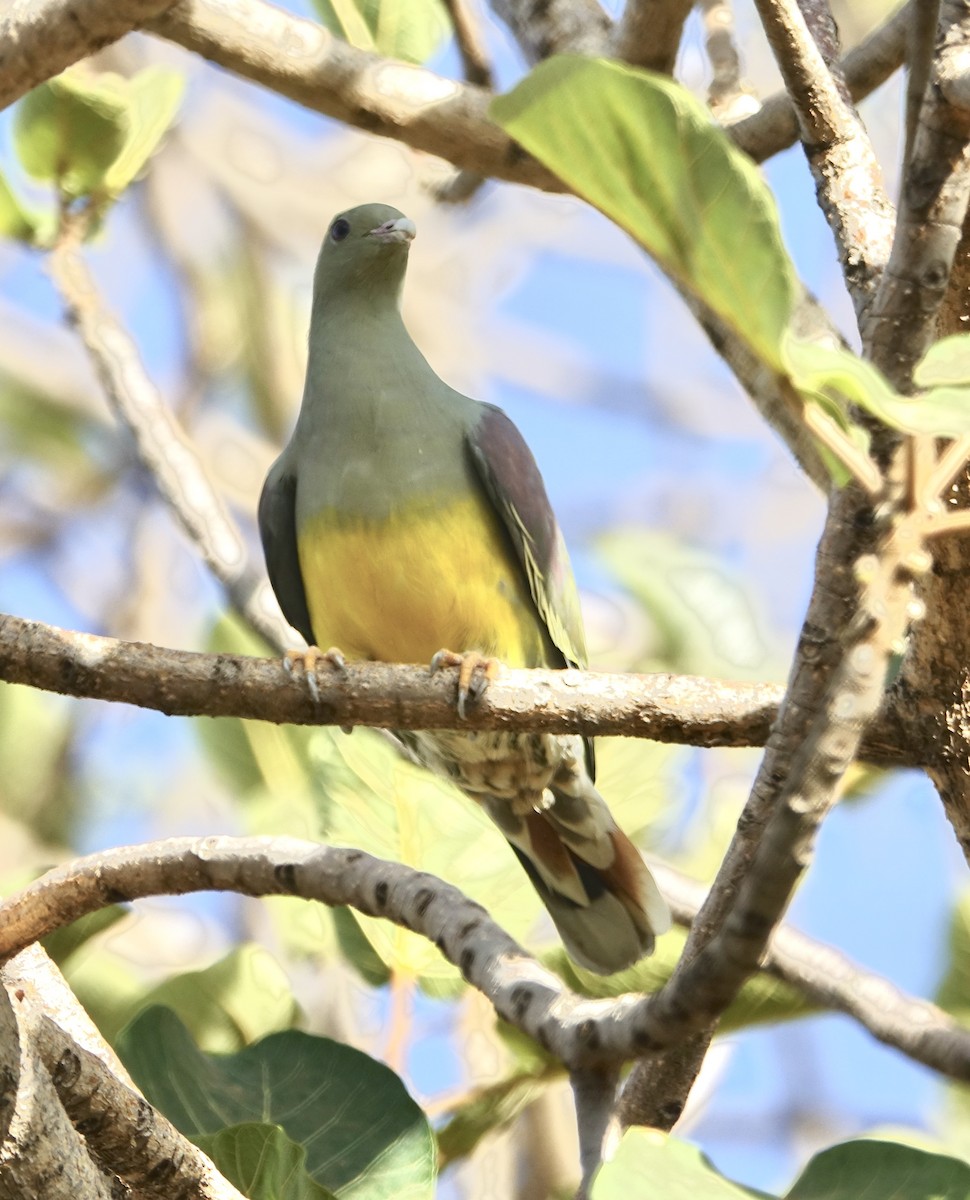 Bruce's Green-Pigeon - ML279495631