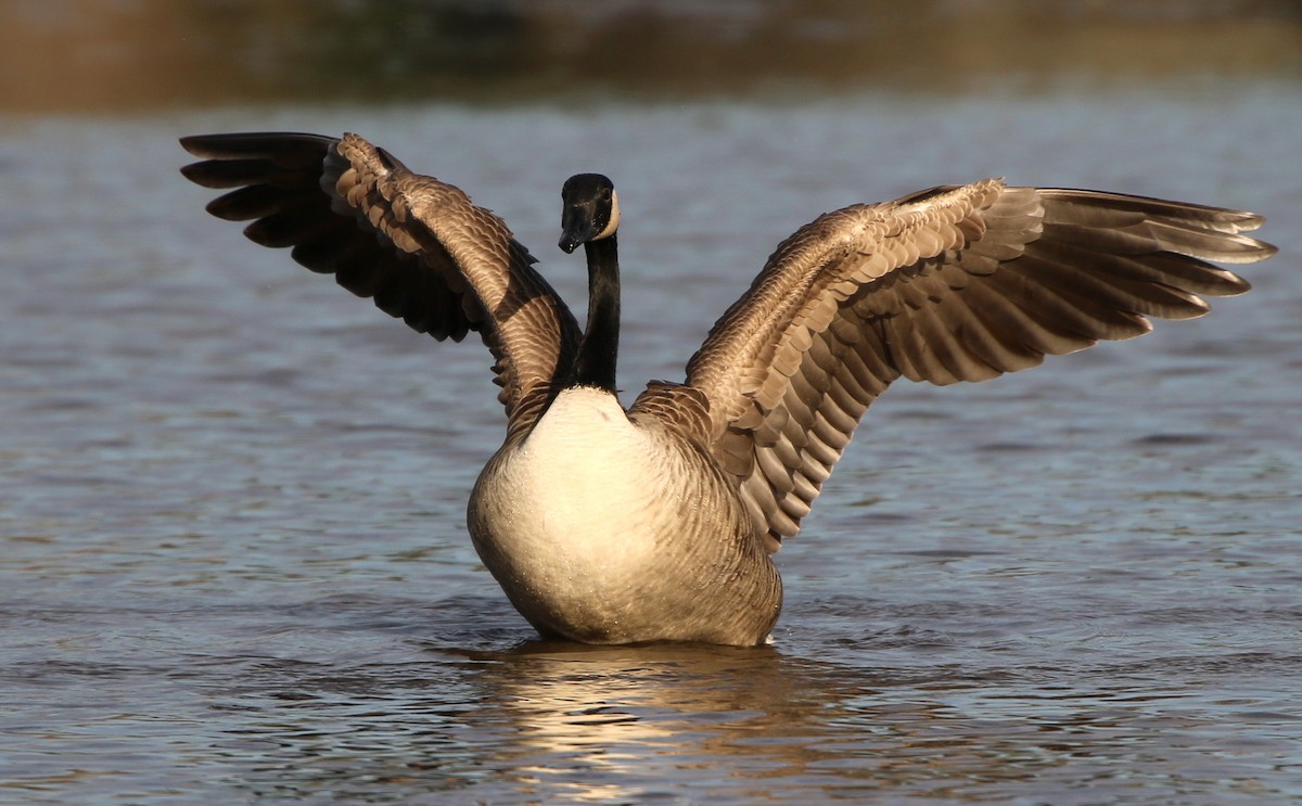 Canada Goose - ML279495991