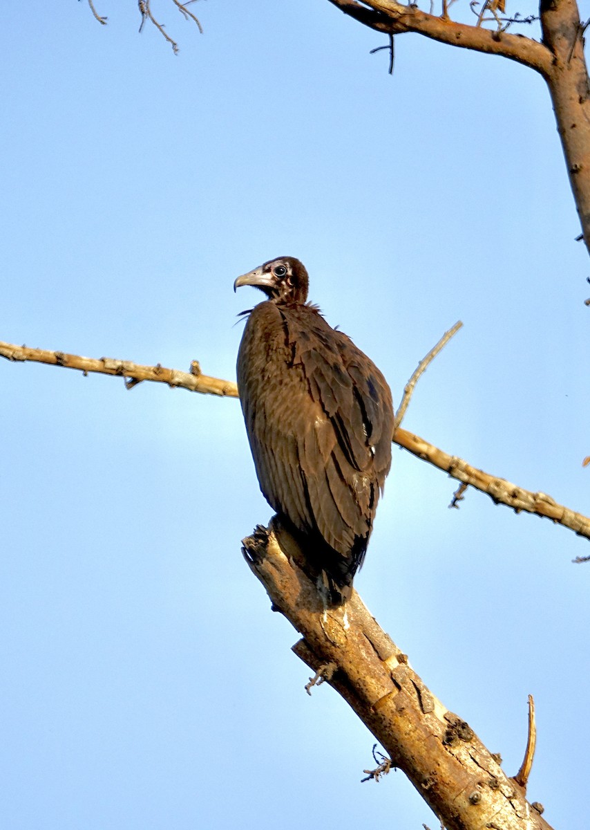 Hooded Vulture - Howie Nielsen