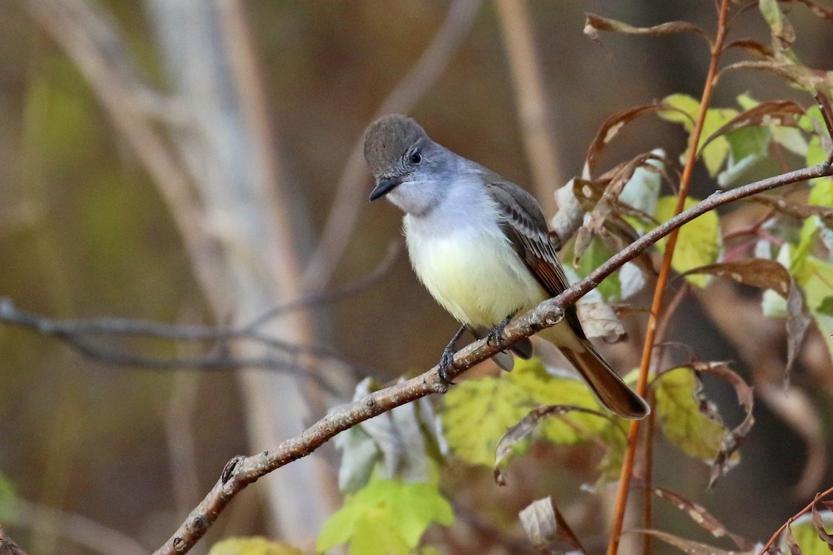 Ash-throated Flycatcher - ML279497311