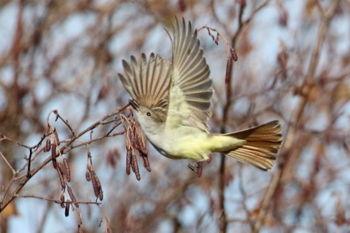 Ash-throated Flycatcher - ML279497411