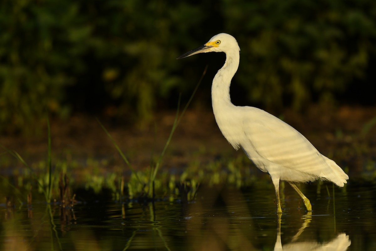 Snowy Egret - ML279497821