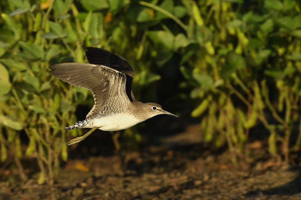 eremittsnipe (solitaria) - ML279498251