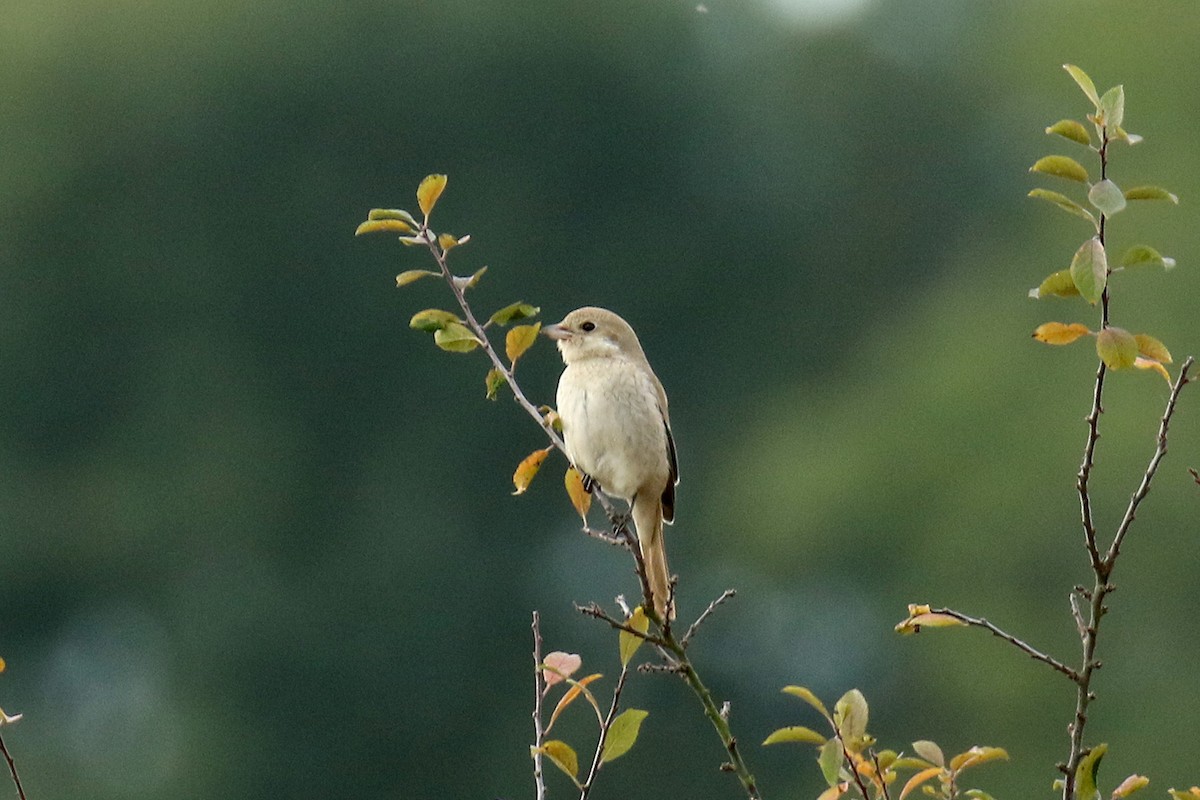 Red-tailed/Isabelline Shrike - Dominic Mitchell