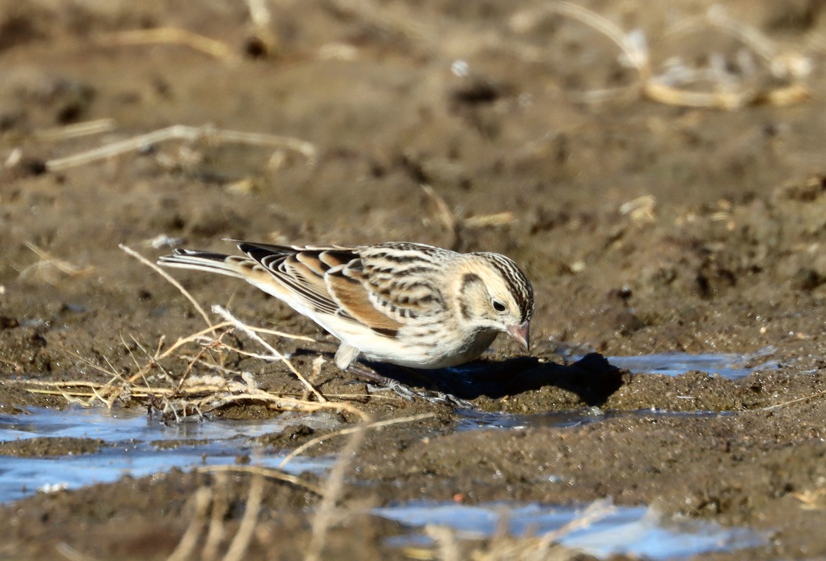 Lapland Longspur - ML279498661