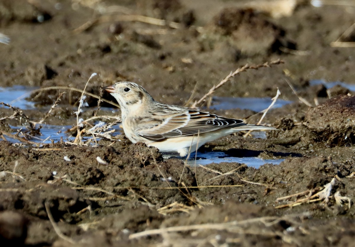 Lapland Longspur - ML279499491