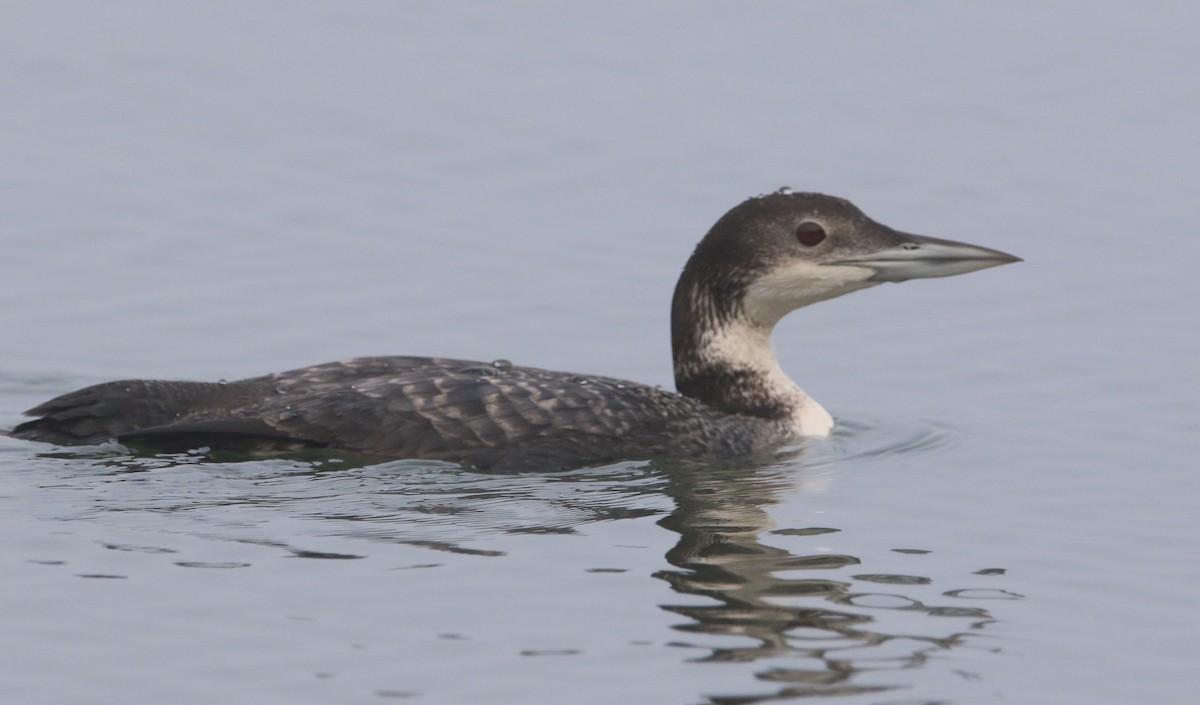 Common Loon - Jeff Holmes