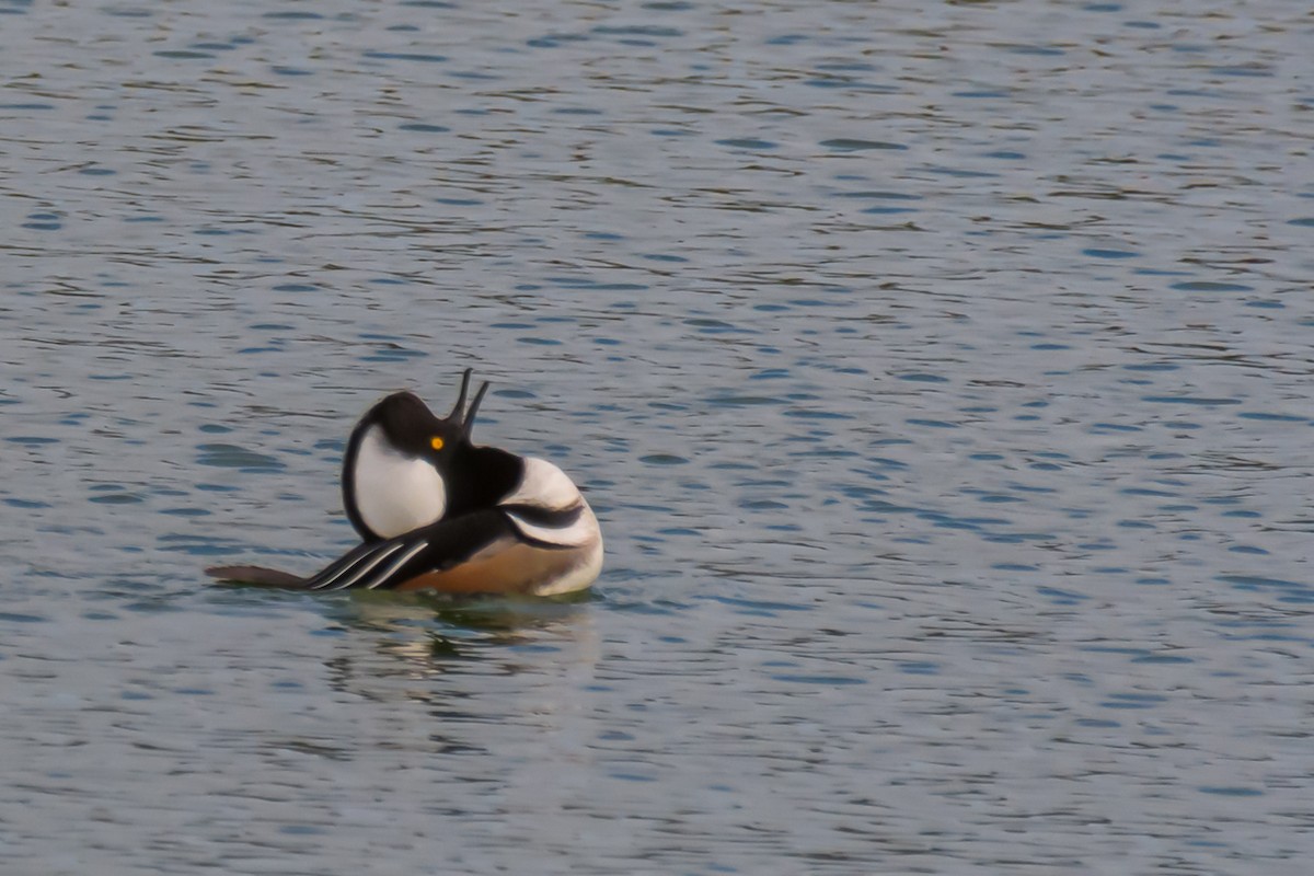 Hooded Merganser - ML279503271