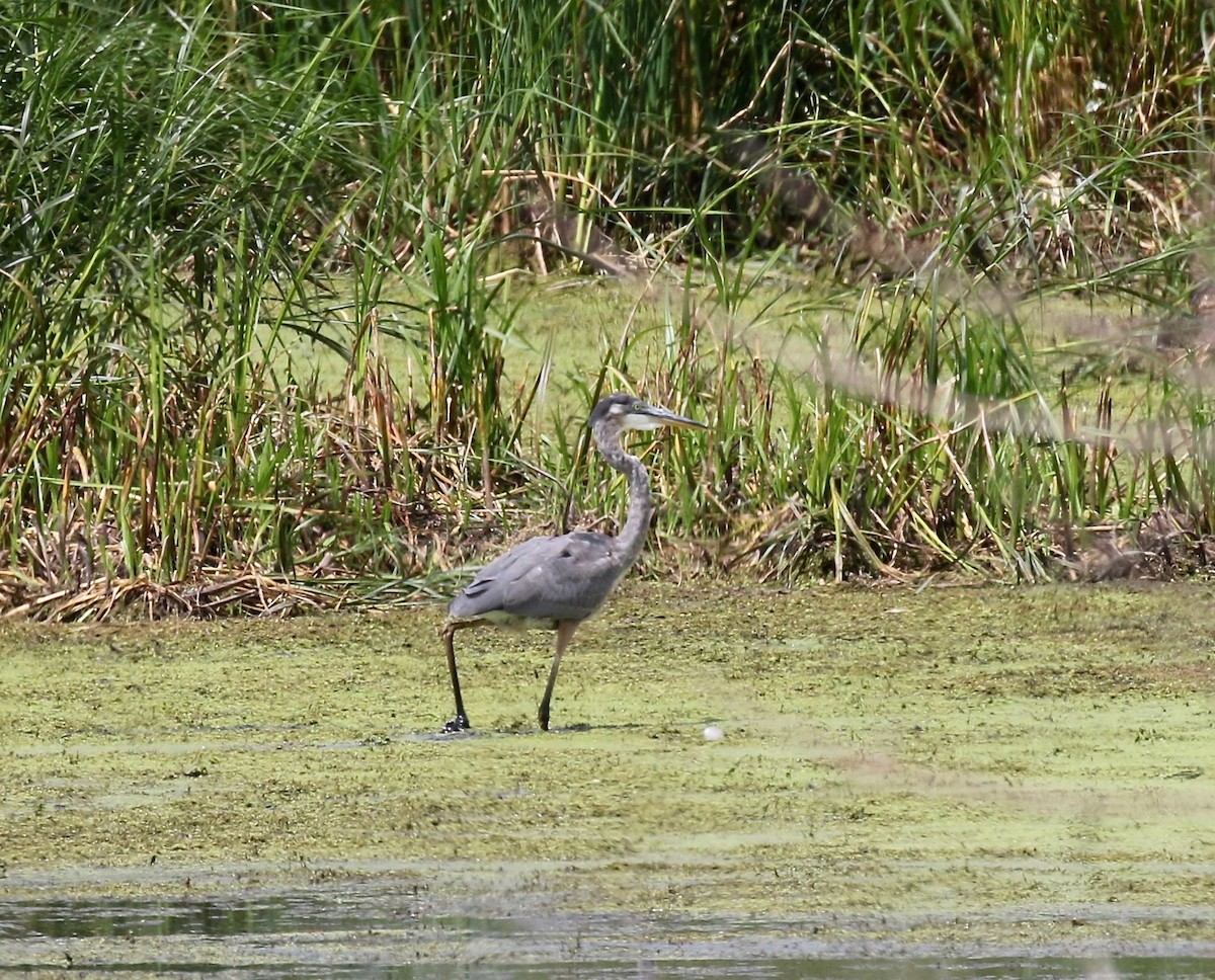 Great Blue Heron - ML279505401