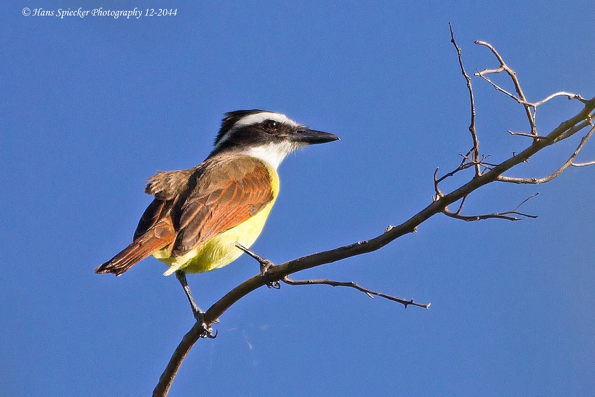 Great Kiskadee - ML279505411