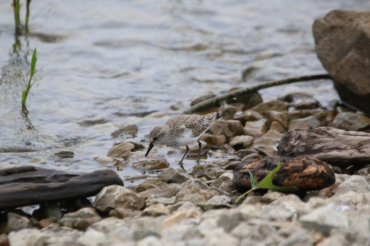 Semipalmated Sandpiper - Chloe Wilson