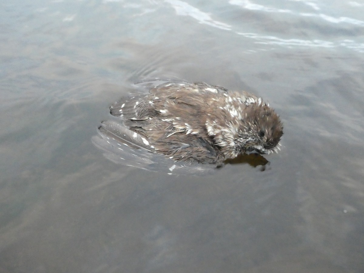 Northern Saw-whet Owl - ML279505611