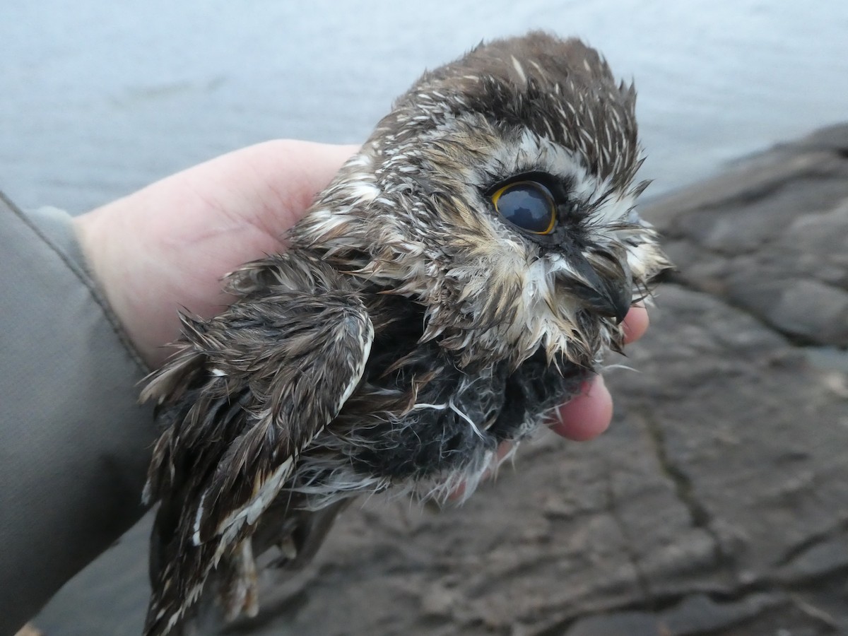 Northern Saw-whet Owl - ML279505791