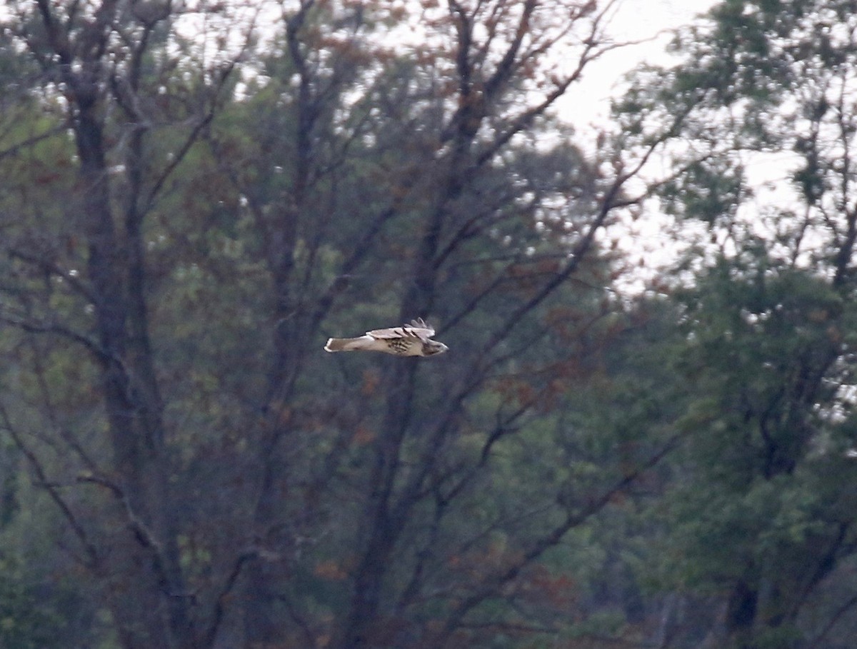 Red-tailed Hawk - ML279506371