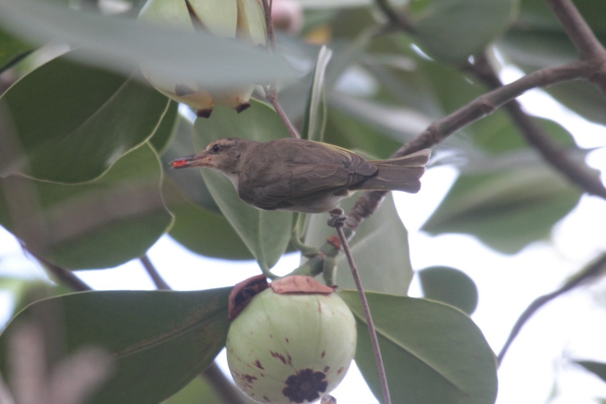 Black-whiskered Vireo - ML279506941