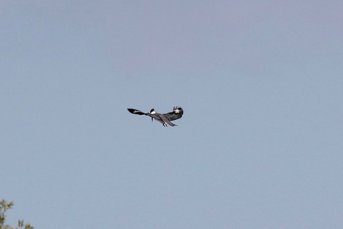 Belted Kingfisher - Sandy Vorpahl