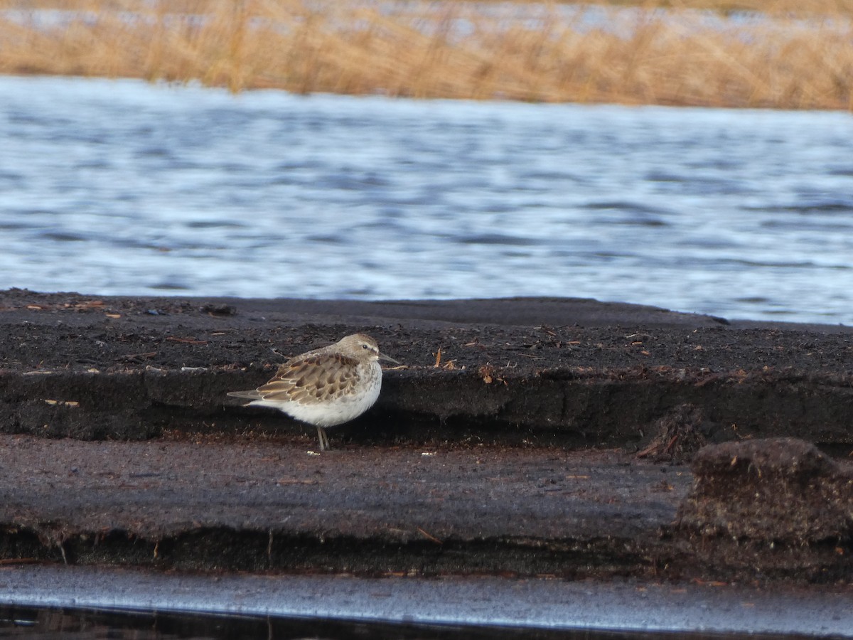 White-rumped Sandpiper - ML279509421