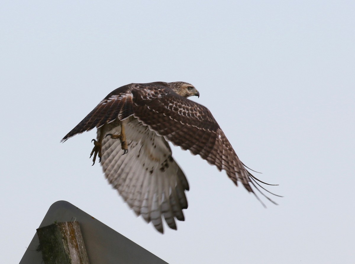 Red-tailed Hawk - ML279509571