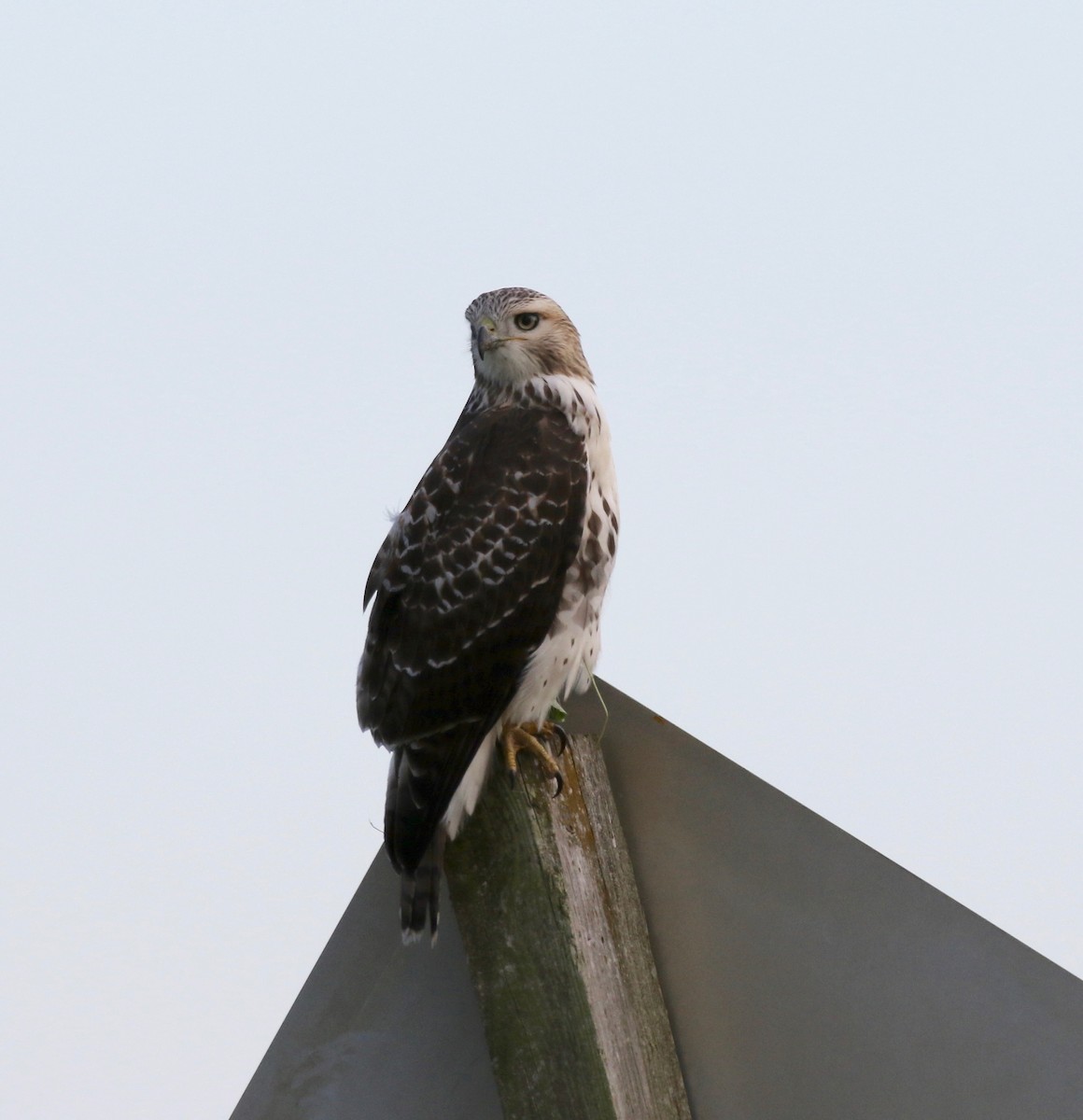 Red-tailed Hawk - ML279509611