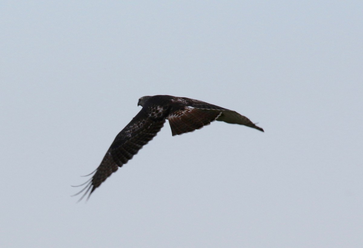 Red-tailed Hawk - ML279509651