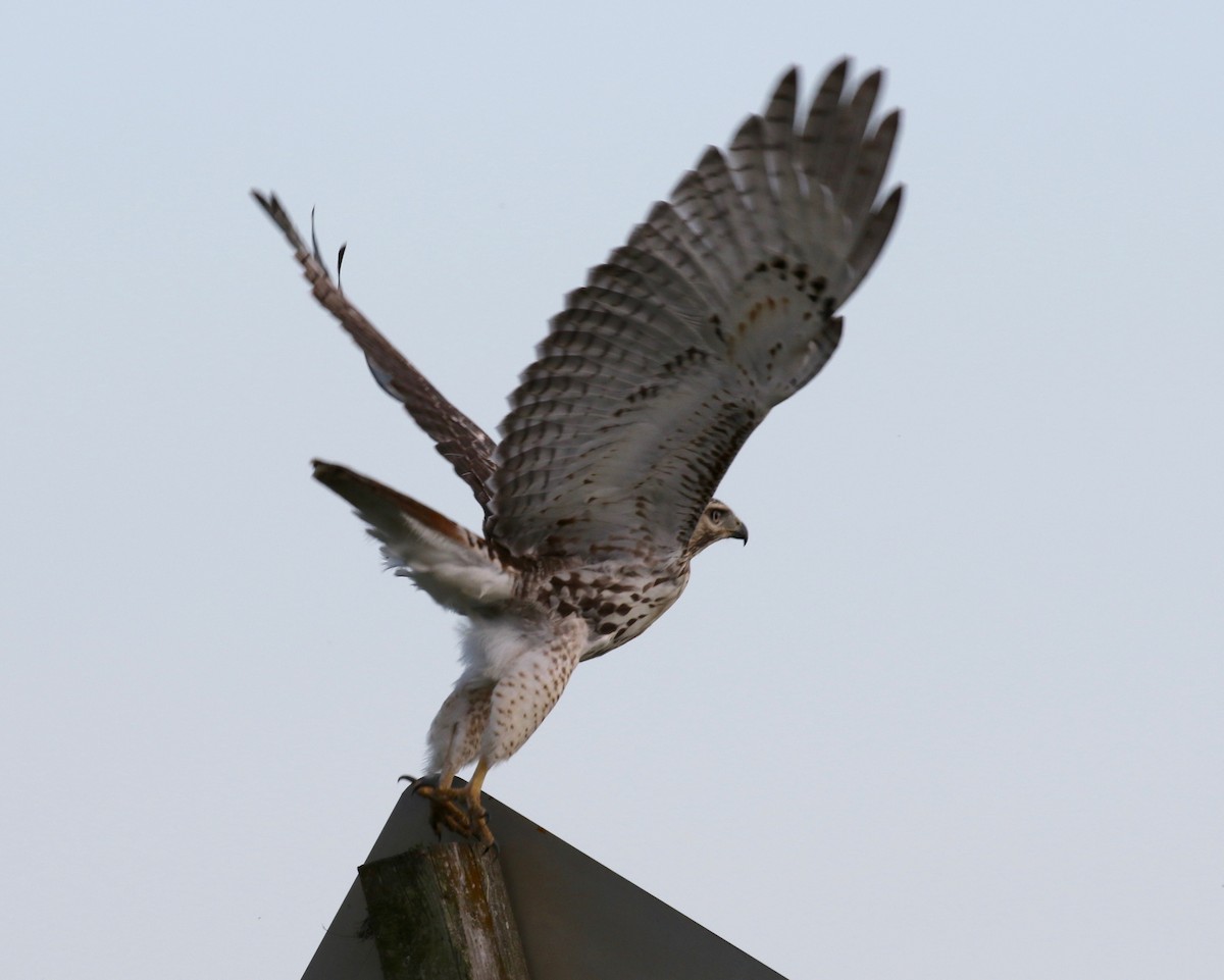 Red-tailed Hawk - ML279509661