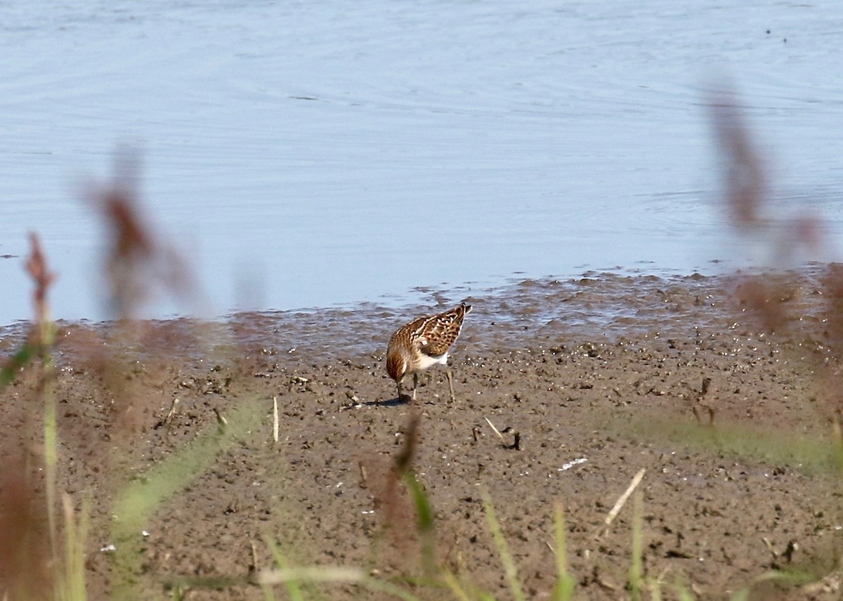 Least Sandpiper - ML279509831