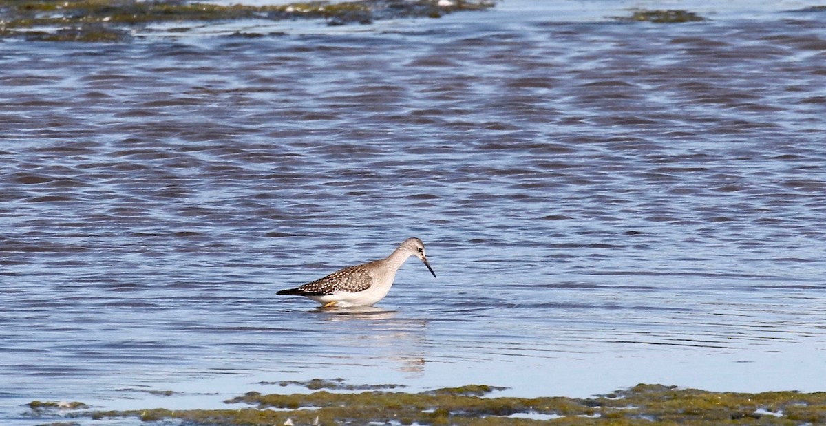 Lesser Yellowlegs - ML279510071