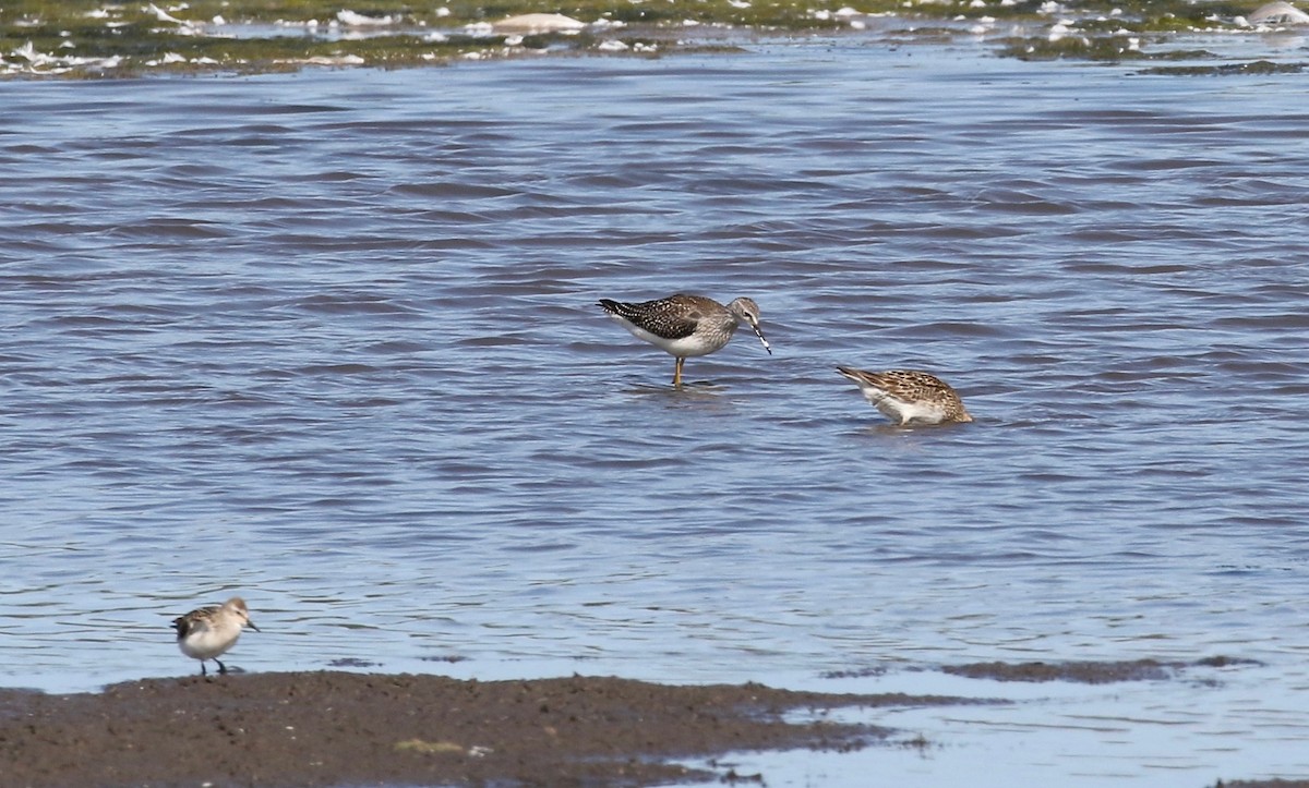 Lesser Yellowlegs - ML279510091