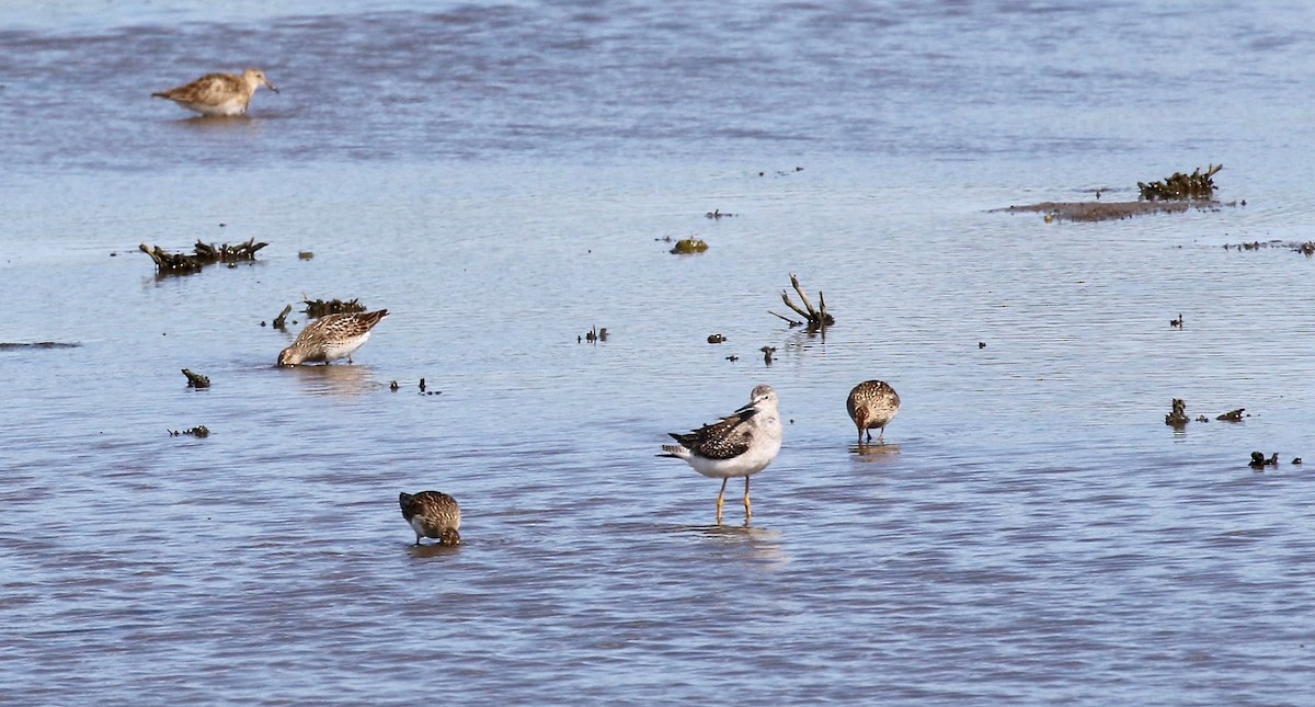 Lesser Yellowlegs - ML279510101