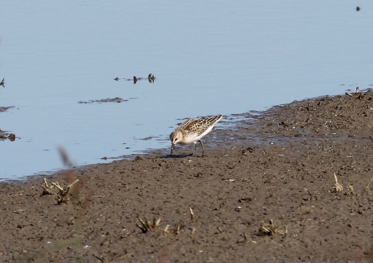 Semipalmated Sandpiper - ML279510481